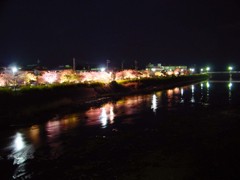 東伊豆－河津桜１０