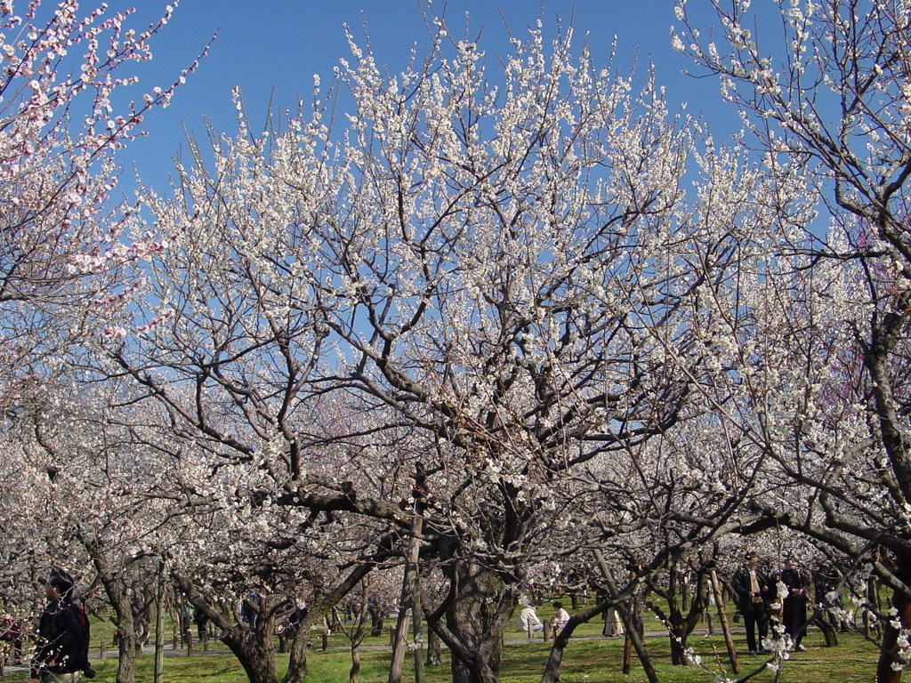 水戸－偕楽園１０