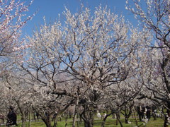 水戸－偕楽園１０
