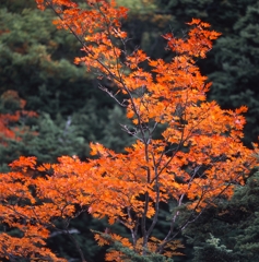 日光－湯川０３_250mm