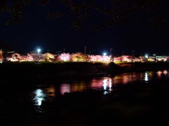 東伊豆－河津桜１６