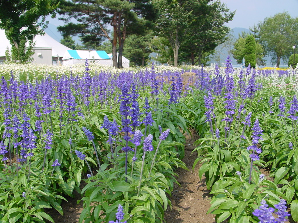 河口湖－大石公園ラベンダー畑５
