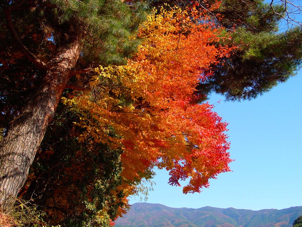 河口湖－湖北ビューライン１