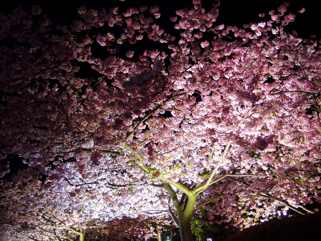 東伊豆－河津桜１４