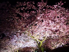 東伊豆－河津桜１４