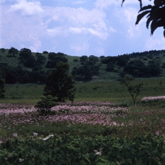 霧ヶ峰－八島ヶ原湿原１２_250mm