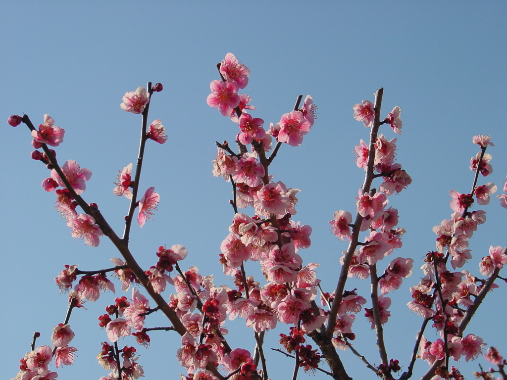 水戸－偕楽園５