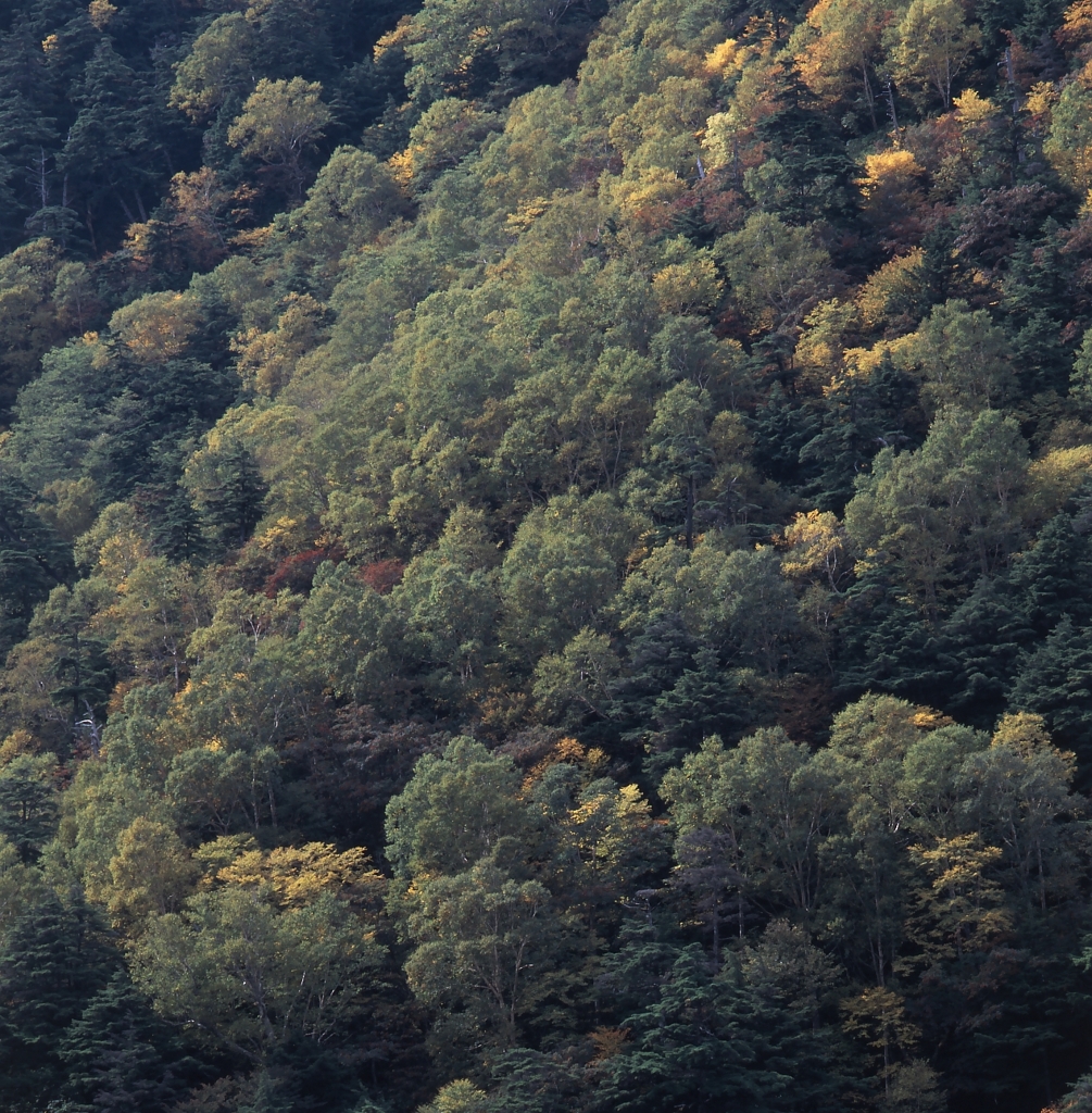 日光－金精峠０２_250mm