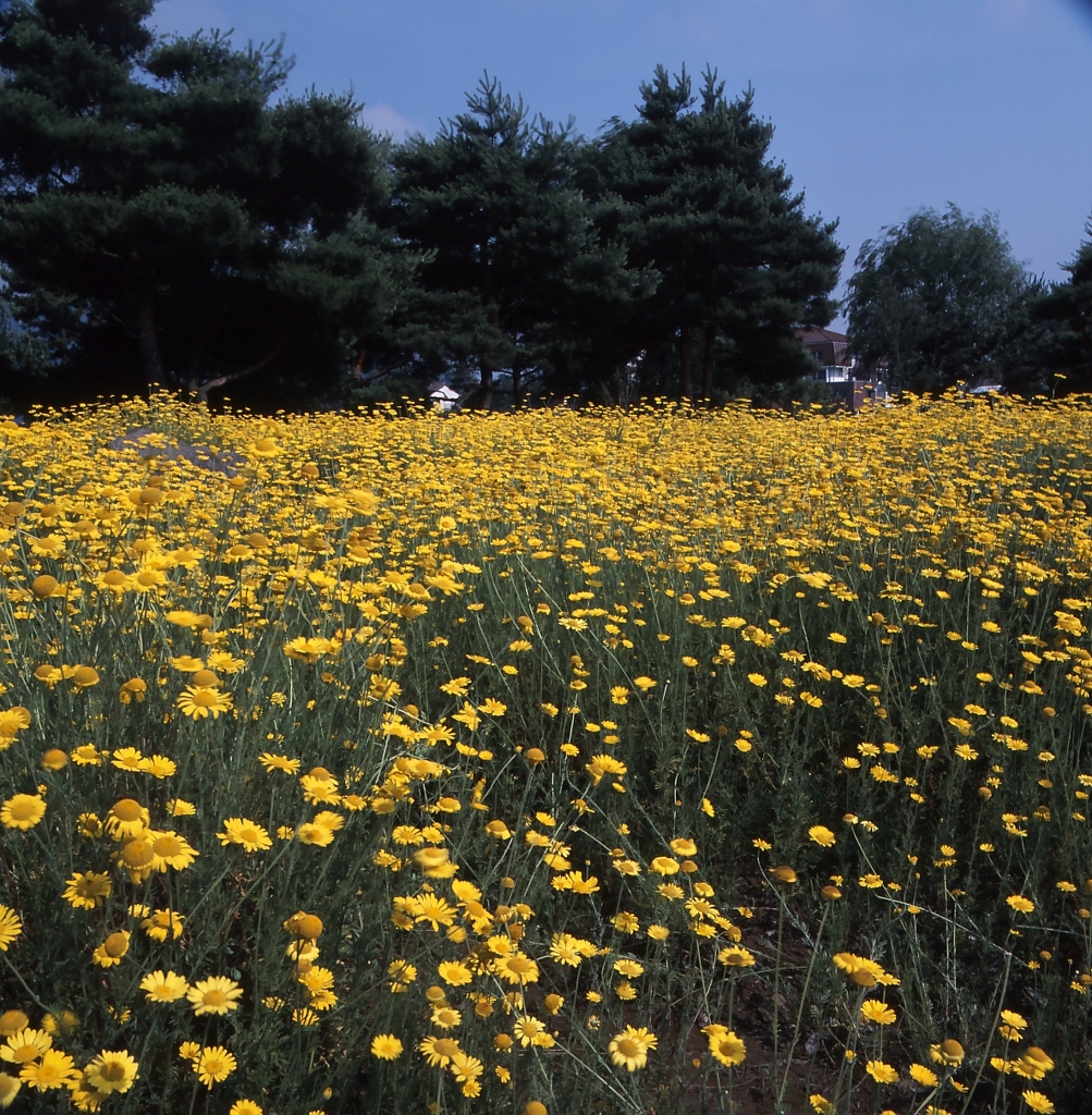 河口湖－大石公園０１_50mm