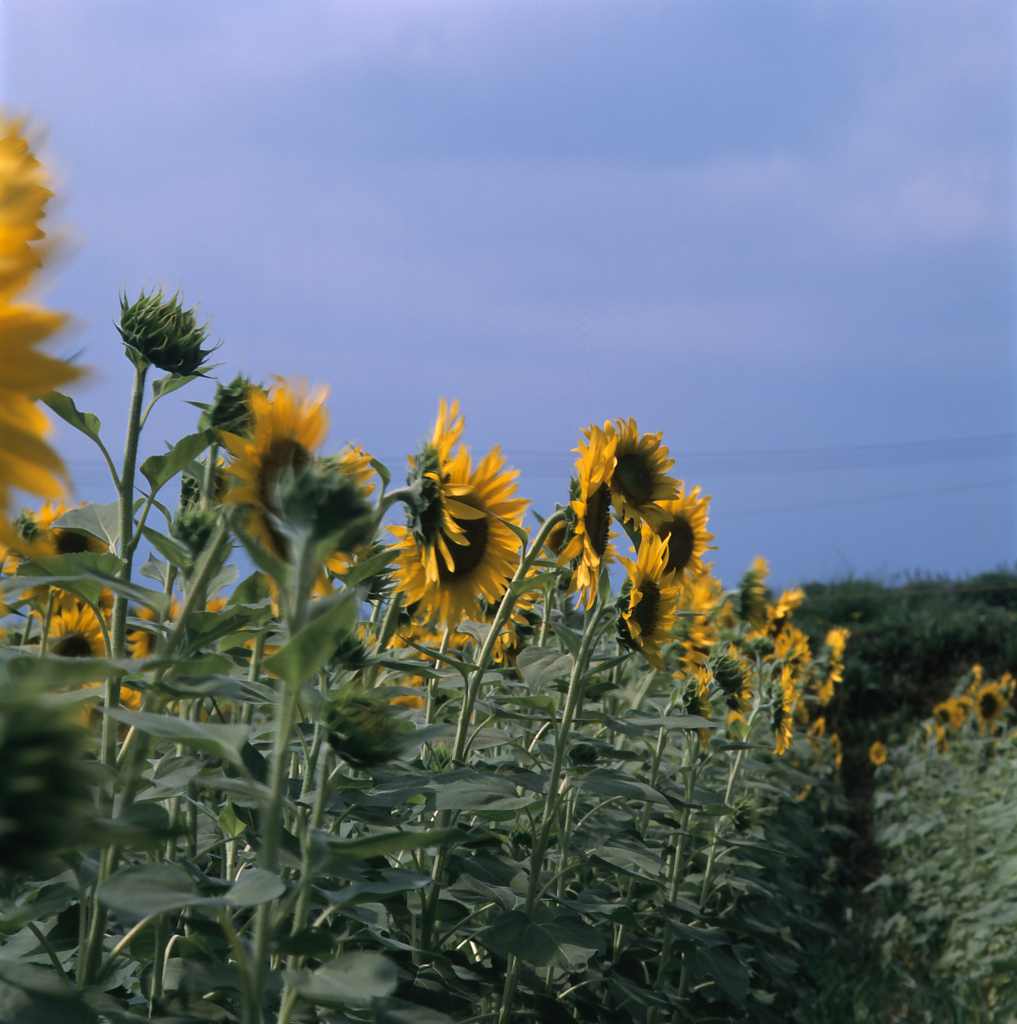 山梨－明野町ひまわり畑０５_80mm