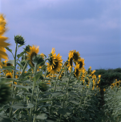 山梨－明野町ひまわり畑０５_80mm