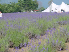 河口湖－大石公園ラベンダー畑８