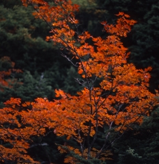 日光－湯川０２_250mm