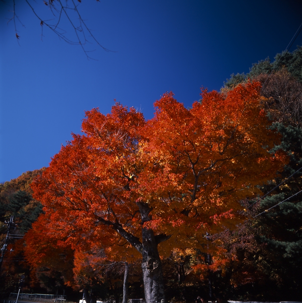 河口湖－湖畔０５_50mm