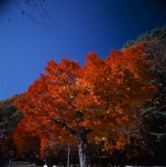河口湖－湖畔０５_50mm