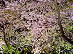 東伊豆－河津桜１