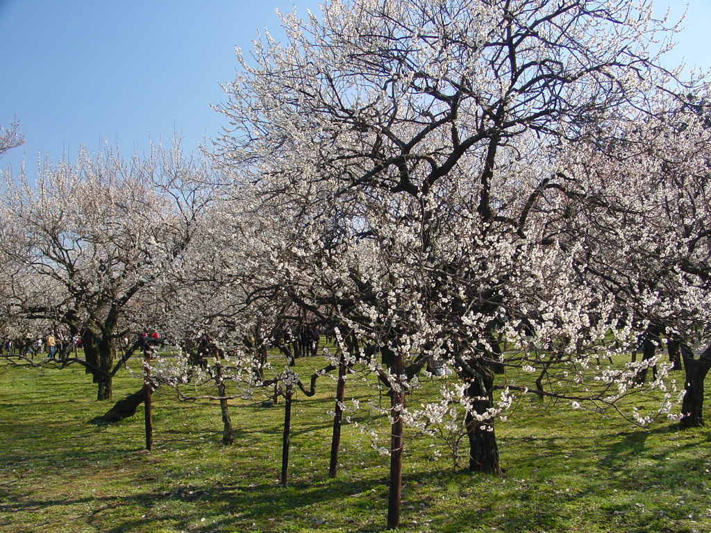 水戸－偕楽園１
