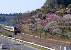 水戸－偕楽園３