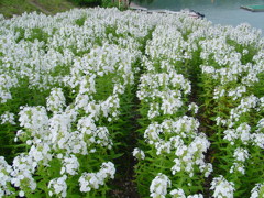 河口湖－大石公園ラベンダー畑１０