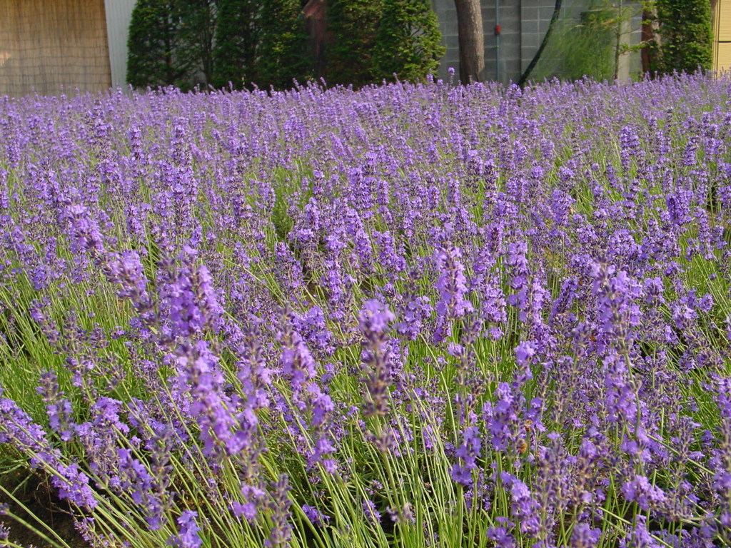 河口湖－大石公園ラベンダー畑７