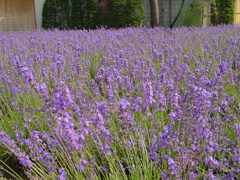 河口湖－大石公園ラベンダー畑７