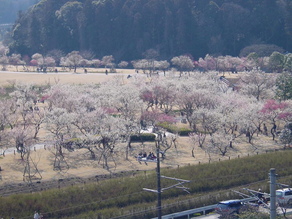 水戸－偕楽園８