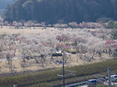 水戸－偕楽園８