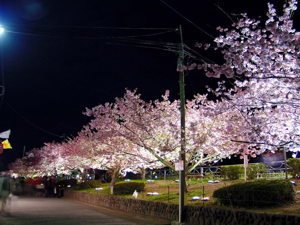 東伊豆－河津桜１３