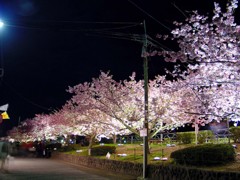 東伊豆－河津桜１３