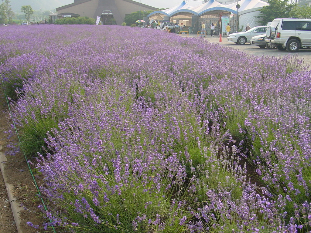 河口湖－大石公園ラベンダー畑１