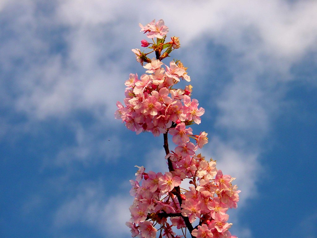 東伊豆－河津桜５