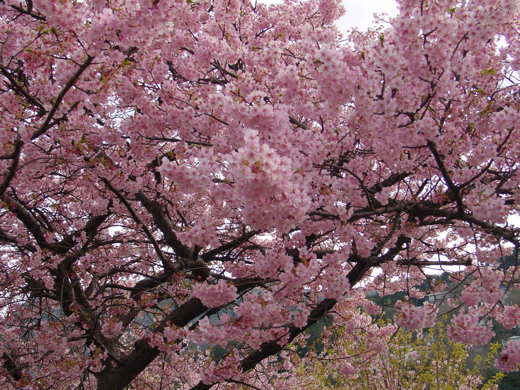 東伊豆－河津桜２