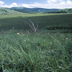 霧ヶ峰－八島ヶ原湿原０７_50mm