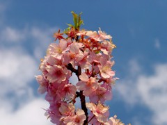 東伊豆－河津桜６