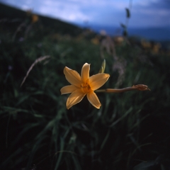 霧ヶ峰－車山０６_50mm