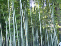 水戸－偕楽園９