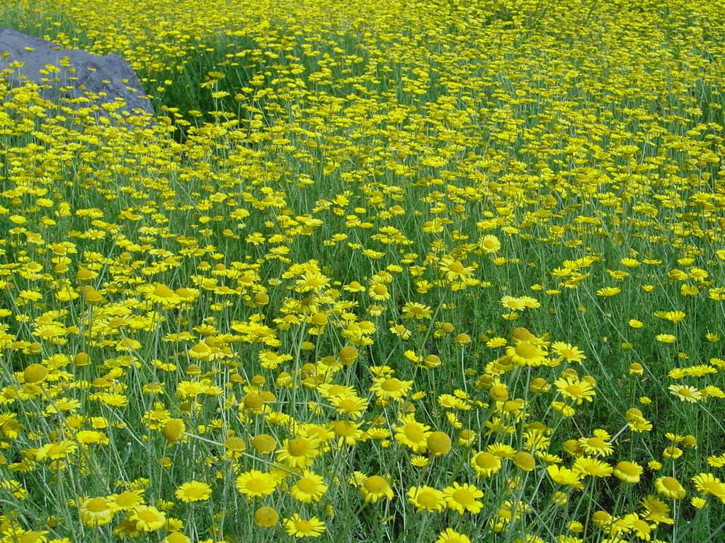 河口湖－大石公園ラベンダー畑３