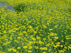 河口湖－大石公園ラベンダー畑３