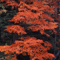 日光－竜頭ノ滝０７_250mm