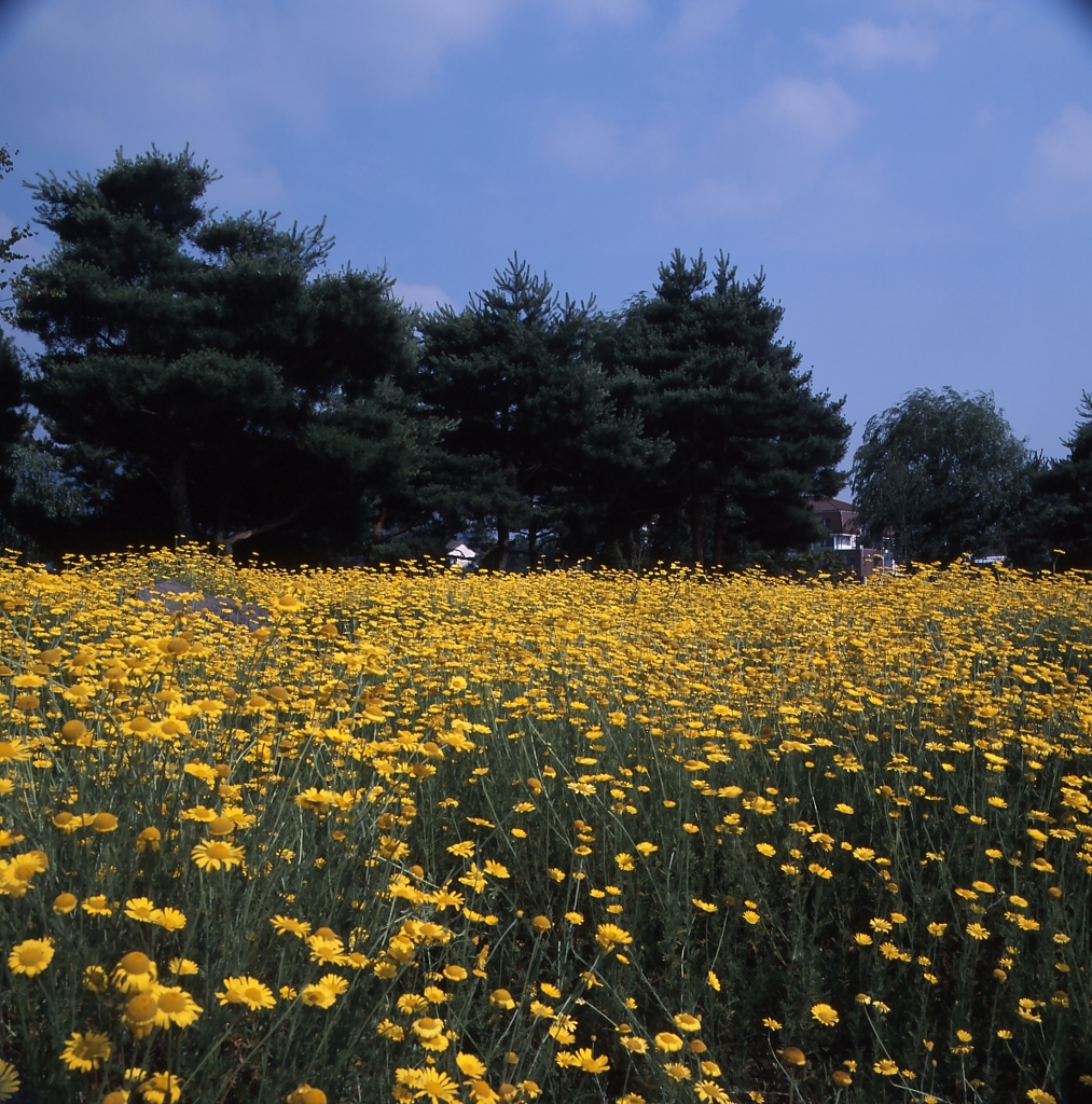 河口湖－大石公園０２_50mm