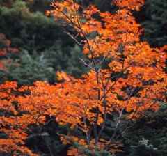 日光－湯川０１_250mm