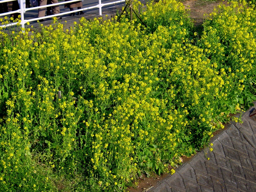 東伊豆－河津桜３