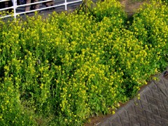 東伊豆－河津桜３