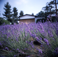 河口湖－大石公園０８_50mm