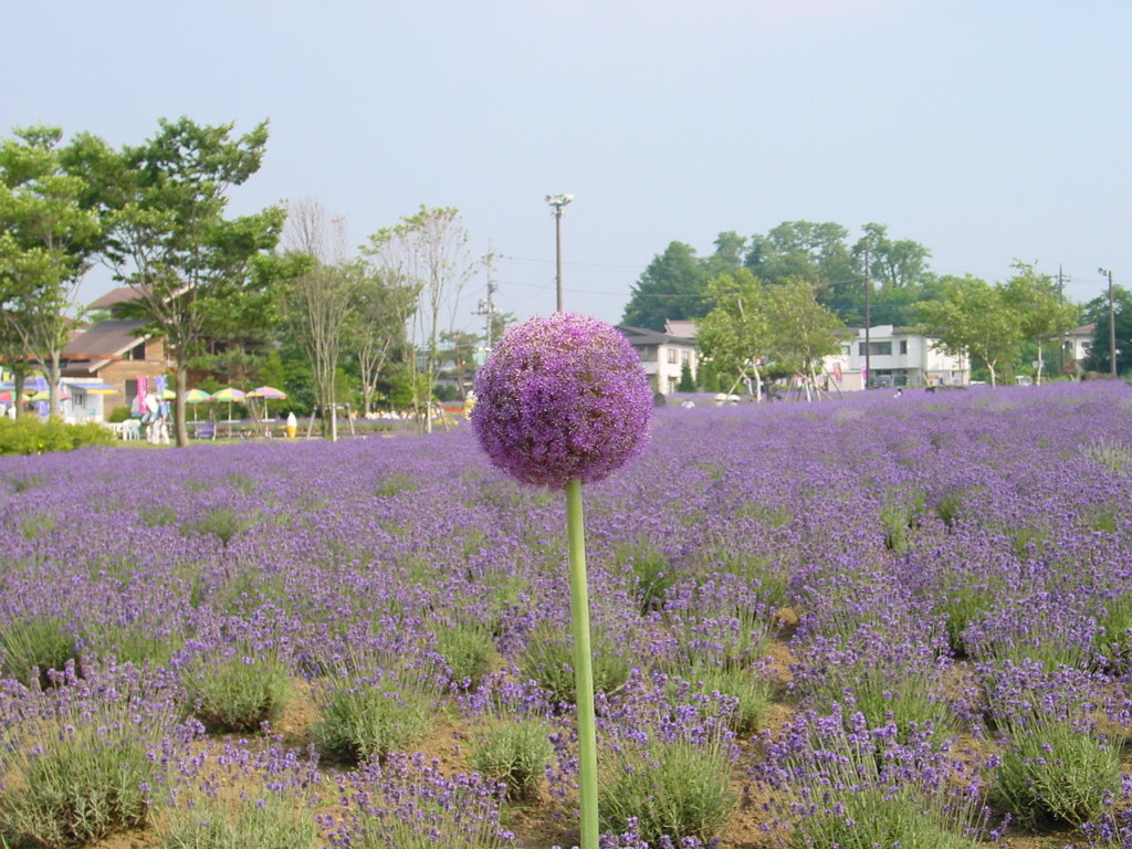河口湖－大石公園ラベンダー畑９