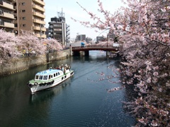 大岡川の桜02