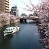 大岡川の桜02