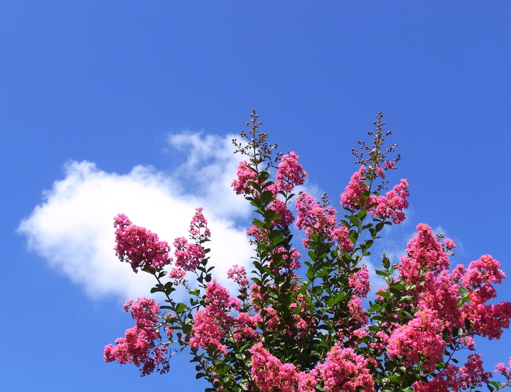 サルスベリと夏の空