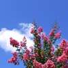 サルスベリと夏の空
