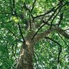 5月の新緑